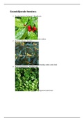 Plantenkennis bundel