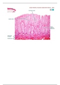 Histology for Urinary, Digestive, Reproductive and Endocrine System