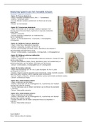 Spieren van het menselijk lichaam.