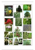 Herbarium flashcards