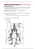 Neuro anatomie: H1 Introductie