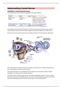 Neuro anatomie: H3  Nerves oculomotorius