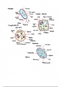 Prokaryote and Eukaryote Cells 