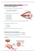 Bundel samenvattingen Oculaire anatomie (Jaar 1 blok B)