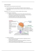 Auburn University, Montgomery - NURSING 3240 Endocrine Study guide 2 (Latest complete solution guide) 
