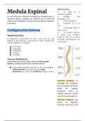 Apuntes de la Médula Espinal (Sistema nervioso central)