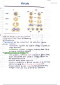 Human Physiology Notes on Metabolism 