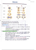 Human Physiology Notes on Metabolism 
