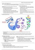 DNA, genes and protein synthesis - A-Level Biology notes