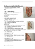 Anatomie van de romp/schouder en nek (musculatuur)