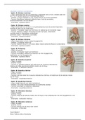 Anatomie van de onderste extremiteiten (musculatuur)