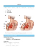 Anatomie+Fysiologie