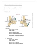 onderdelen anatomie van de voet 