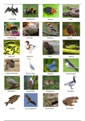 Planten en dierenlijst met afbeeldingen, Pabo jaar 1