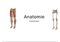 Aanvullende PowerPoint voor Anatomie A (2112BA213A)