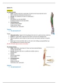 Anatomie van de onderste extremiteit