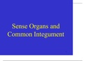 The Equines Sense Organs & Common Integument