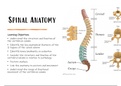 Spinal anatomy notes