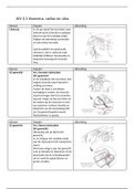 Anatomie in Vivo K3 - Schoudergordel, bovenarm, onderarm, elleboog en hand