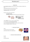 Detailed lecture notes, Biological psychology, Brain Part 2,  (includes diagrams)- contact me for brain 1 (both for £5)