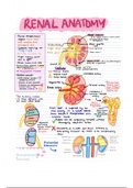 Summary of renal anatomy and function