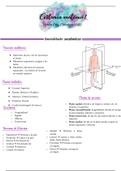 Resumen  Anatomía Básica