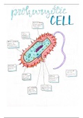 Labelled Prokaryotic Cell Diagram
