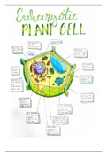 Labelled Plant Cell Diagram