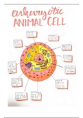 Labelled Animal Cell Diagram