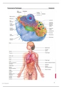 Alle anatomie diagrammen - Forensische Pathologie 1.3