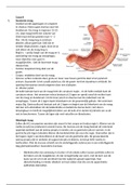 Casus 8 over maag, duodenum en H. pylori