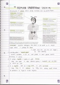 AQA GCSE Biology - the human endocrine system summary notes