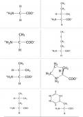 Flashcards aminozuren&comma; vetten&comma;&period;&period;&period; - Moleculaire en cellulaire biologie &lpar;K0B01A&rpar;