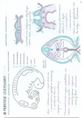 Embryologie: Deel 3 Primitieve Levensvorm. Zeer uitgebreide en handgetekende samenvatting Embryologie