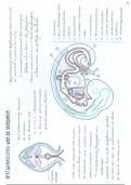 Embryologie: Deel 4 Gastro-intestinaal Stelsel. Zeer uitgebreide en handgetekende samenvatting Embryologie
