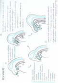 Embryologie: Deel 5 Ademhalingsstelsel. Zeer uitgebreide en handgetekende samenvatting Embryologie