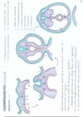 Embryologie: Deel 6 Lichaamsholtes. Zeer uitgebreide en handgetekende samenvatting Embryologie