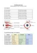 Optometrie Binoculair zien Jaar 1 Blok B - Werking oogspieren primair, secundair en tertiair