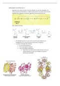 sintesis de los aminoacidos