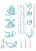 Embryologie: Deel 8 Oog, Oor en Endocrinum. Zeer uitgebreide en handgetekende samenvatting Embryologie