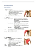 Samenvatting  Anatomie, alle spieren leerjaar 1 