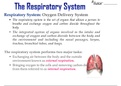 Anatomy of the human breathing system