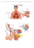 Detailed diagrams of the Human breathing system