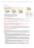 3.6 Neuropsychology - Samenvatting probleem 2