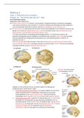 3.6 Neuropsychology - Samenvatting probleem 3