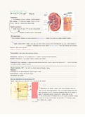Kidney notes - got me an A at A level