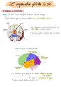 Organisation du système nerveux central 