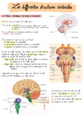 La structure cerebrale