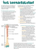 Het beenderstelsel, de functies en de bewegingen