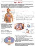 De ligging, uitwendige en inwendige anatomie van het hart, anatomie van de bloedvaten